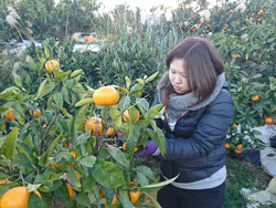 援農(みかん収穫のお手伝い)2