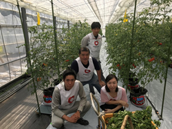 援農(トマト栽培のお手伝い)