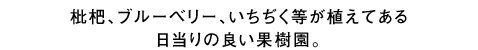 枇杷、ブルーベリー、いちぢく等が植えてある日當(dāng)たりの良い果樹園。
