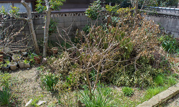 庭?庭木確認(rèn)