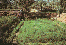 土塀に囲まれた農園(ブスターン)