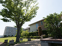 街のシンボルツリー(エノキ)