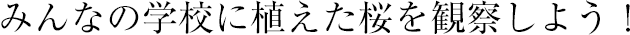 みんなの學校に植えた桜を観察しよう！