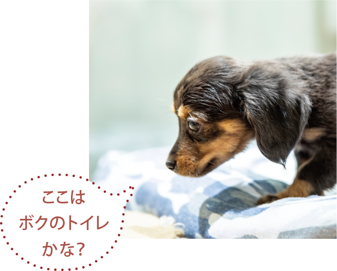 ここはボクのトイレかな?