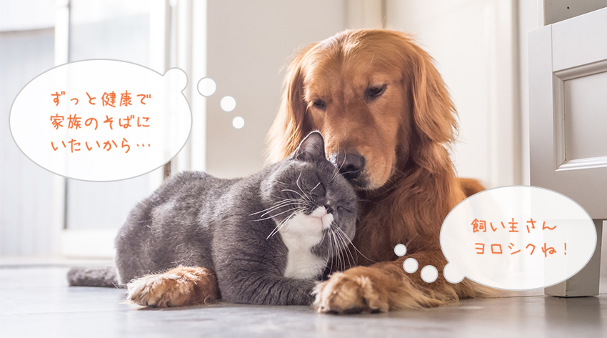 ずっと健康で家族のそばにいたいから…飼い主さんヨロシクね！