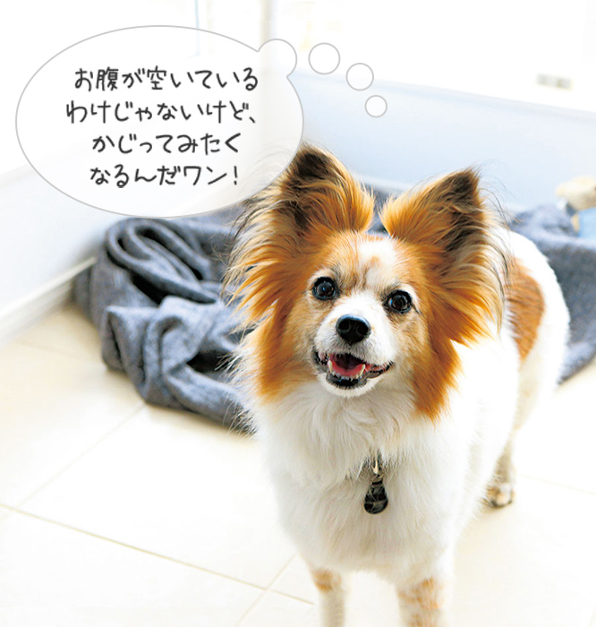 お腹が空いているわけじゃないけど、かじってみたくなるんだワン!