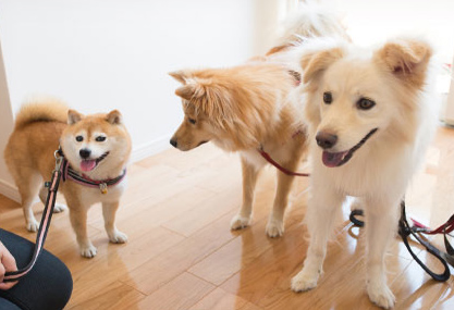 その頃の大吉と福ちゃんは…こむぎちゃんとコミュニケーション…中？