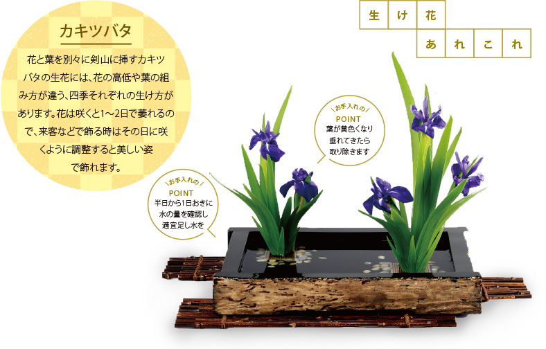 生け花あれこれ[カキツバタ]花と葉を別々に剣山に挿すカキツバタの生花には、花の高低や葉の組み方が違う、四季それぞれの生け方があります。花は咲くと1～2日で萎れるので、來客などで飾る時はその日に咲くように調(diào)整すると美しい姿で飾れます。[お手入れのPOINT]半日から1日おきに水の量を確認し適宜足し水を [お手入れのPOINT葉が黃色くなり垂れてきたら取り除きます]